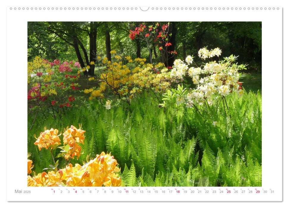 Azaleen und Rhododendren Blütenbilder (CALVENDO Premium Wandkalender 2025)