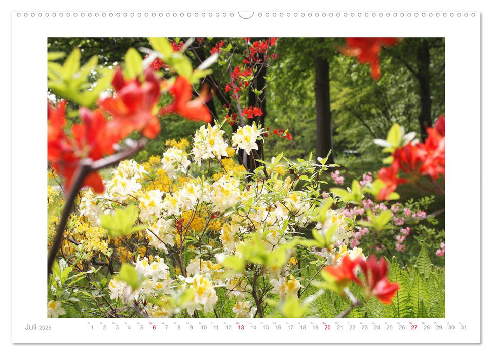 Azaleen und Rhododendren Blütenbilder (CALVENDO Premium Wandkalender 2025)