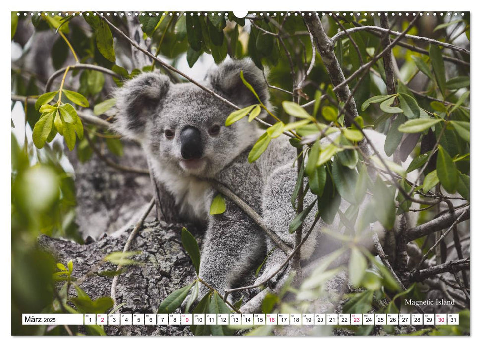 Australien Ostküste - von Cairns nach Sydney (CALVENDO Premium Wandkalender 2025)