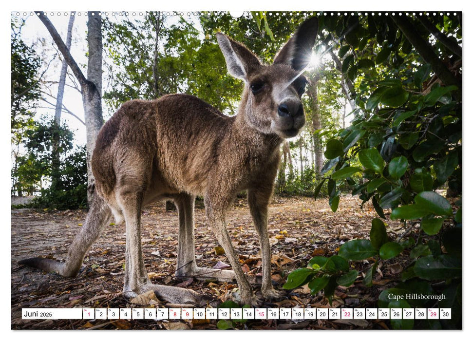 Australien Ostküste - von Cairns nach Sydney (CALVENDO Premium Wandkalender 2025)