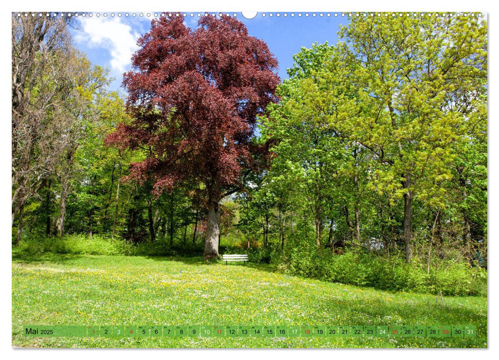 Steigerwald - Mitten in Franken (CALVENDO Premium Wandkalender 2025)