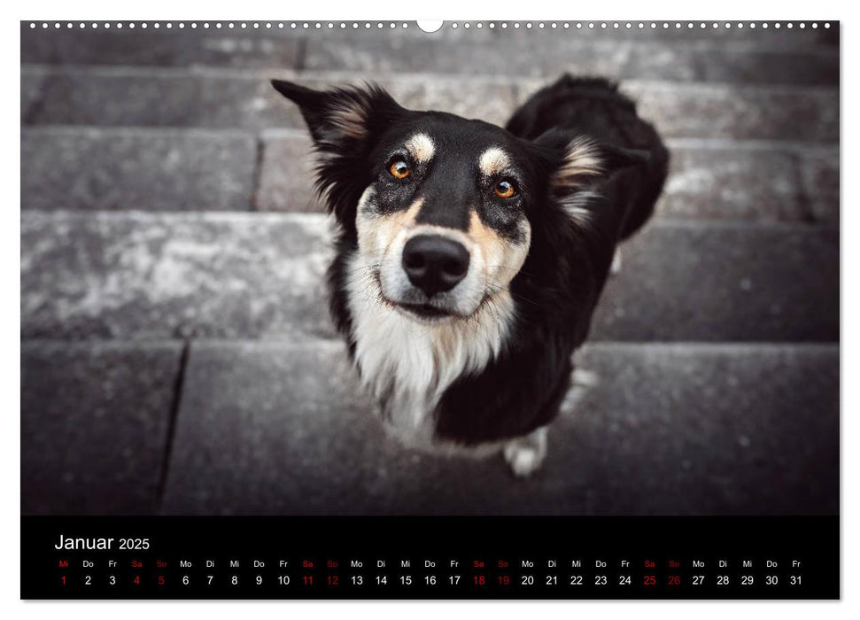 Australian Shepherd - Vielfalt in einer Rasse (CALVENDO Premium Wandkalender 2025)