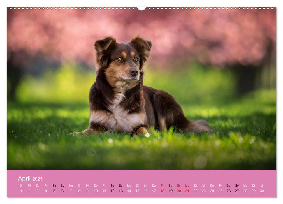 Australian Shepherd - Vielfalt in einer Rasse (CALVENDO Premium Wandkalender 2025)