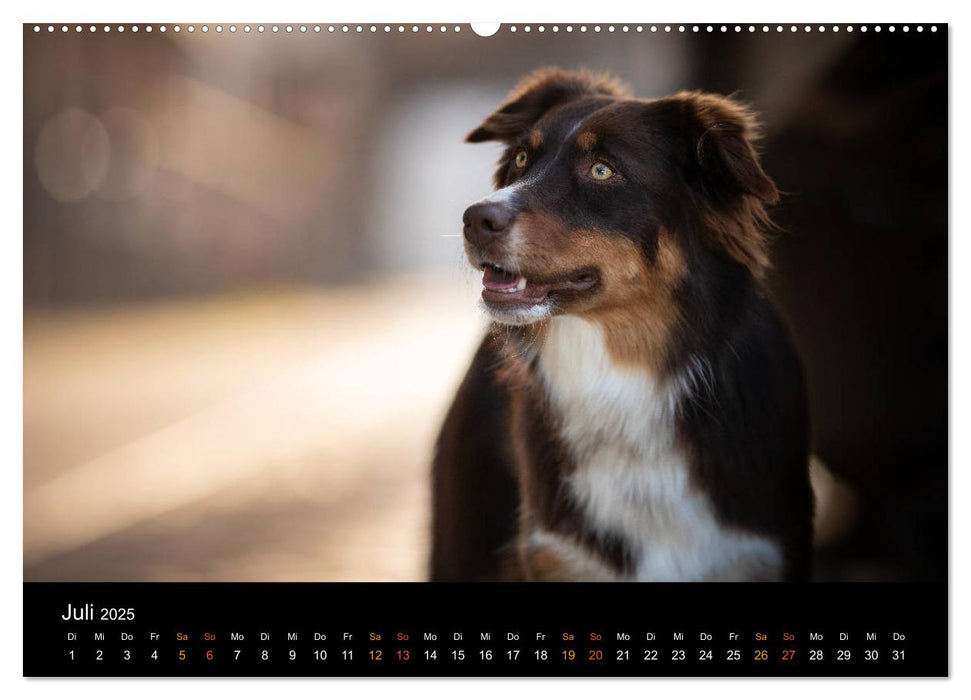 Australian Shepherd - Vielfalt in einer Rasse (CALVENDO Premium Wandkalender 2025)