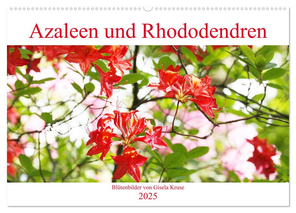 Azaleen und Rhododendren Blütenbilder (CALVENDO Wandkalender 2025)