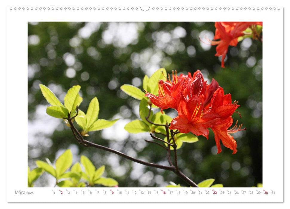 Azaleen und Rhododendren Blütenbilder (CALVENDO Wandkalender 2025)