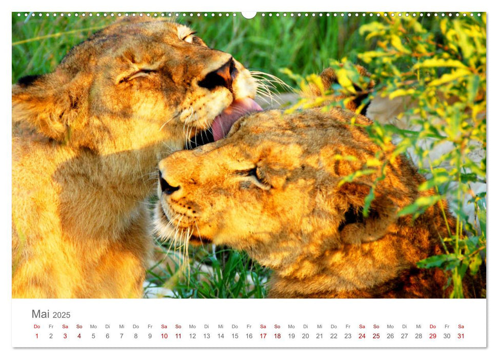 Safari / Afrika (CALVENDO Premium Wandkalender 2025)