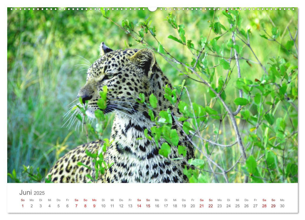 Safari / Afrika (CALVENDO Premium Wandkalender 2025)