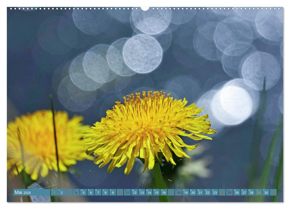 Zauberhaftes Bokeh - Glitzernde Welt winziger Wassertropfen (CALVENDO Premium Wandkalender 2025)