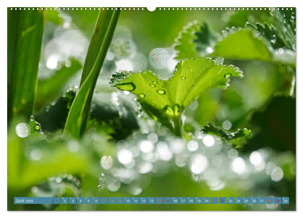 Zauberhaftes Bokeh - Glitzernde Welt winziger Wassertropfen (CALVENDO Premium Wandkalender 2025)