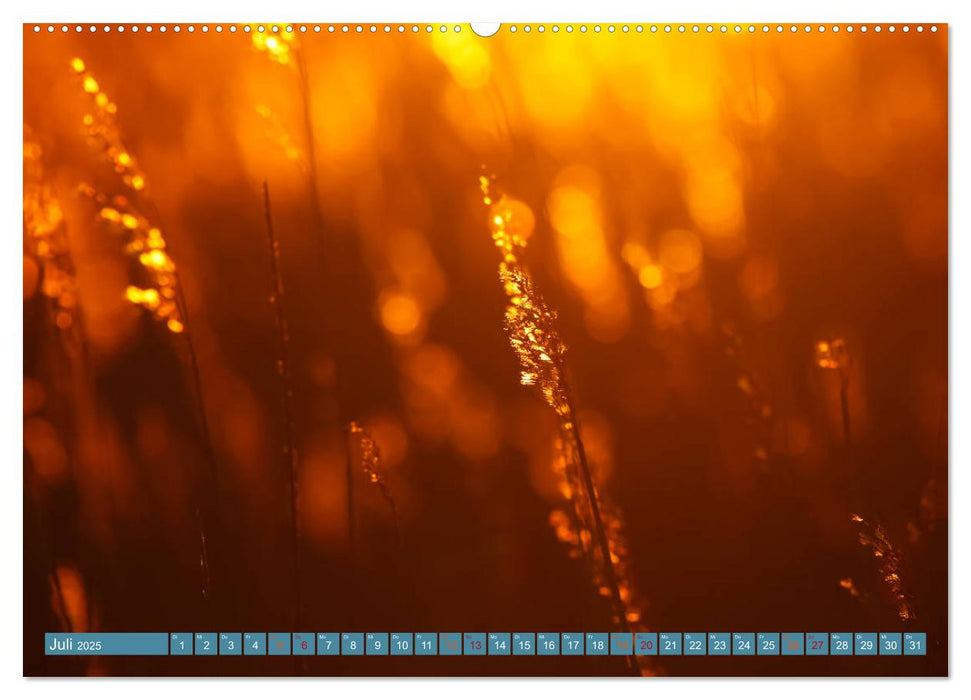 Zauberhaftes Bokeh - Glitzernde Welt winziger Wassertropfen (CALVENDO Premium Wandkalender 2025)