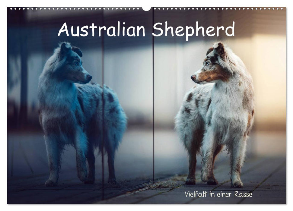 Australian Shepherd - Vielfalt in einer Rasse (CALVENDO Wandkalender 2025)