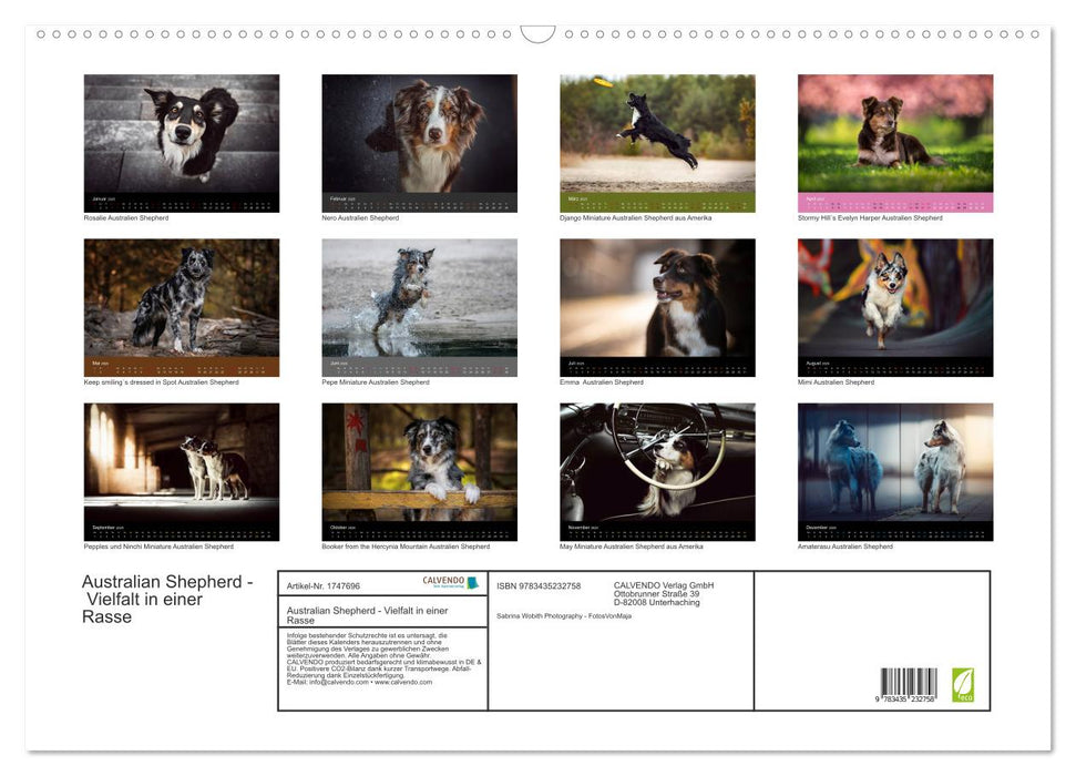 Australian Shepherd - Vielfalt in einer Rasse (CALVENDO Wandkalender 2025)