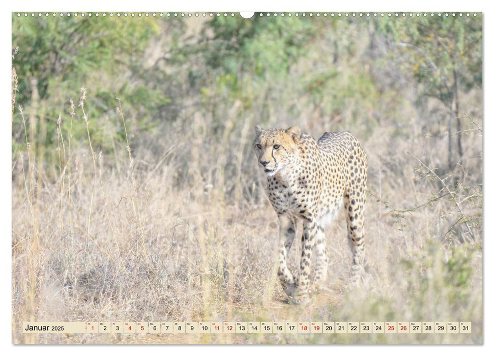 Geparden - schnelle Jäger (CALVENDO Wandkalender 2025)
