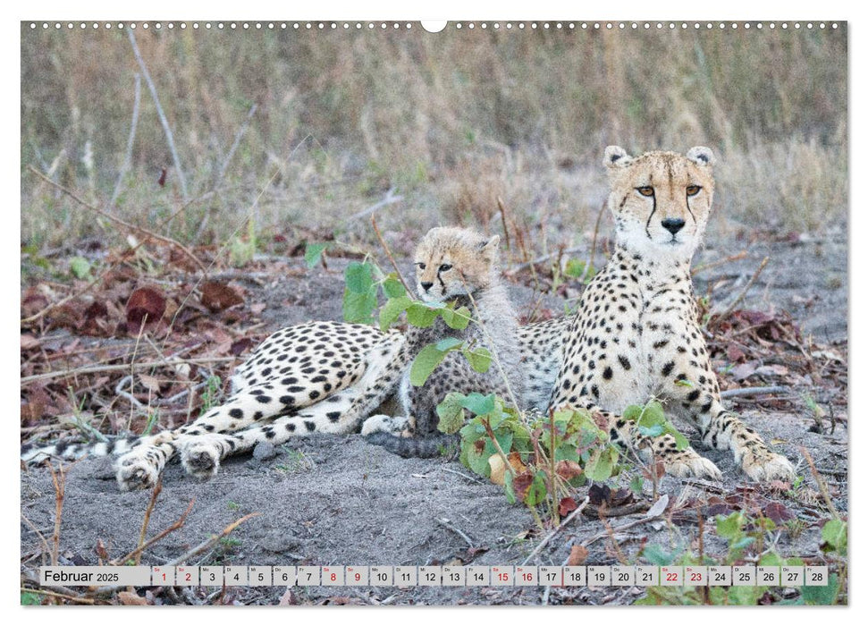 Geparden - schnelle Jäger (CALVENDO Wandkalender 2025)