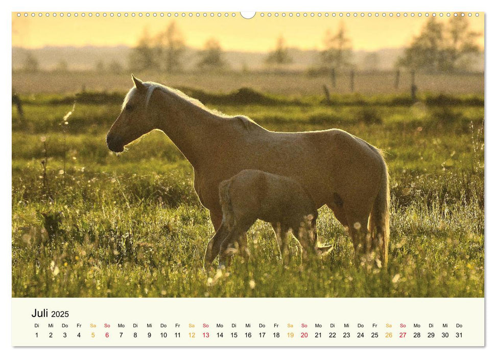 Bremen-Blockland (CALVENDO Premium Wandkalender 2025)