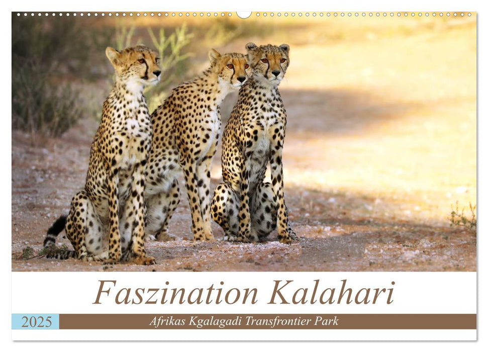 Faszination Kalahari (CALVENDO Wandkalender 2025)