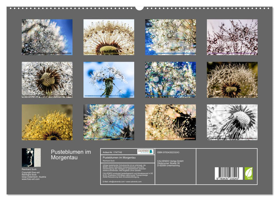 Pusteblumen im Morgentau (CALVENDO Premium Wandkalender 2025)