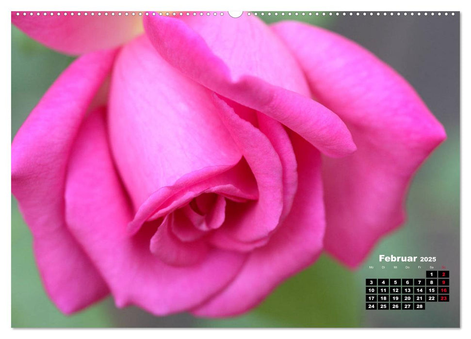 Magie der Rosen (CALVENDO Premium Wandkalender 2025)