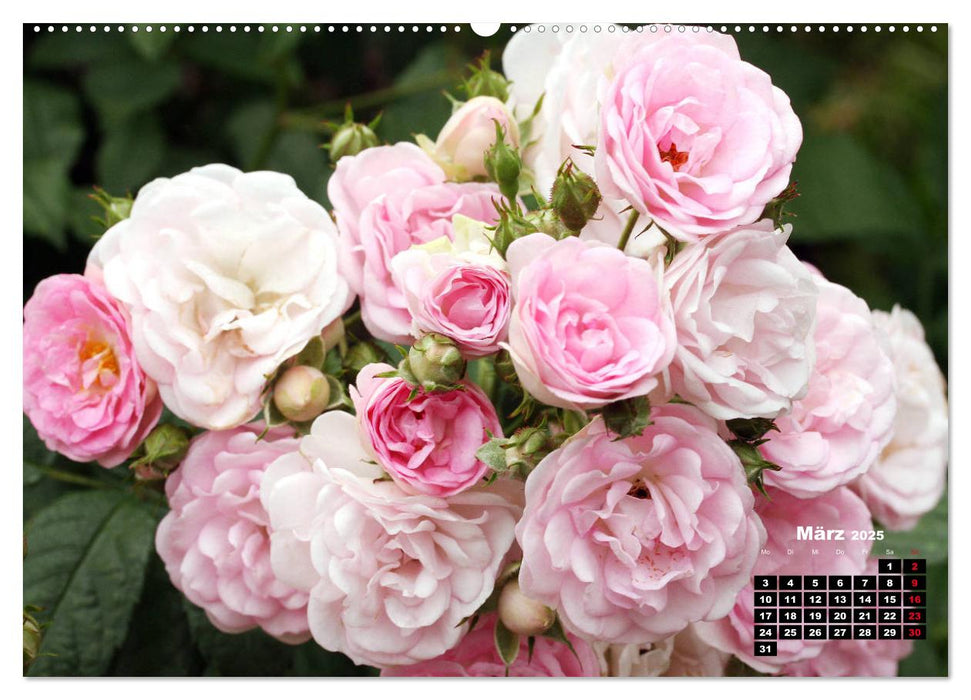 Magie der Rosen (CALVENDO Premium Wandkalender 2025)