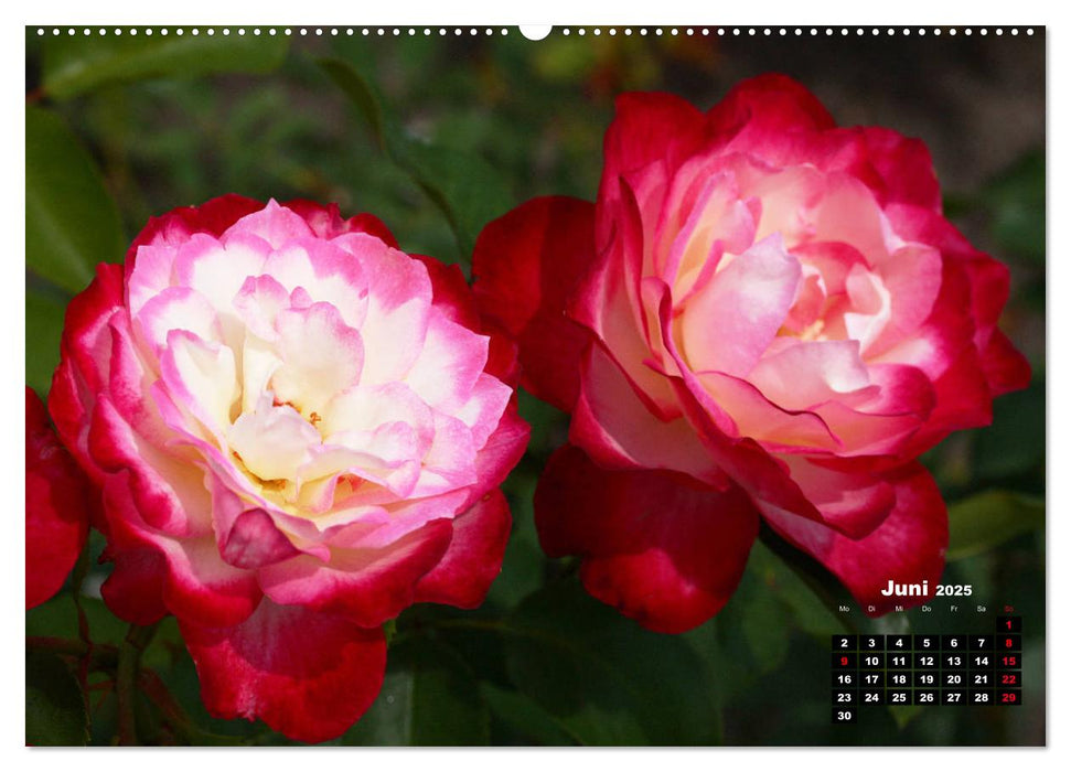 Magie der Rosen (CALVENDO Premium Wandkalender 2025)