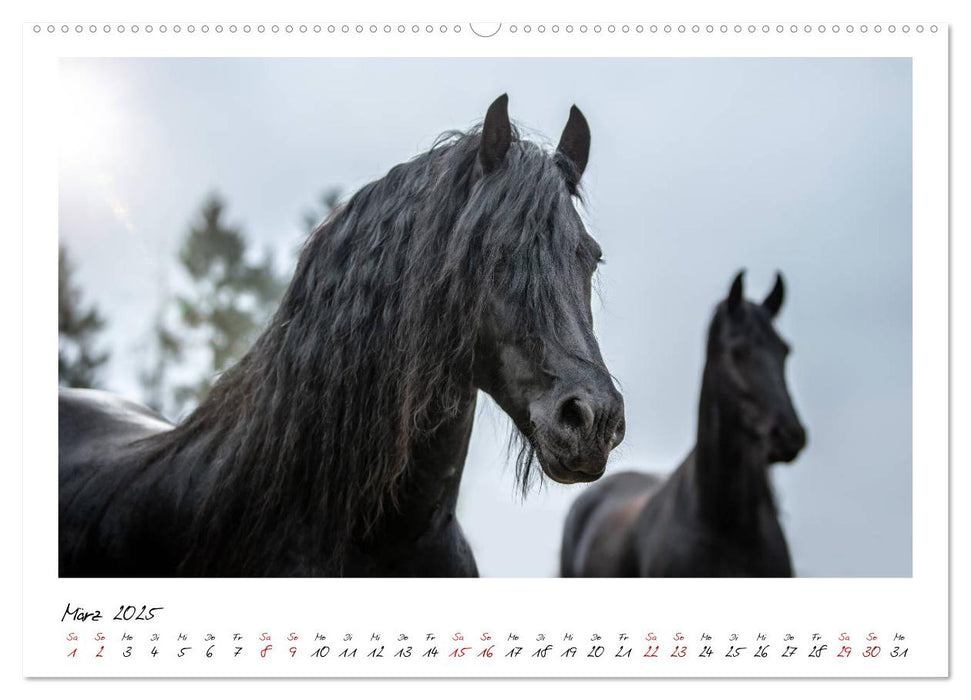 Friesen - stolze Giganten (CALVENDO Premium Wandkalender 2025)