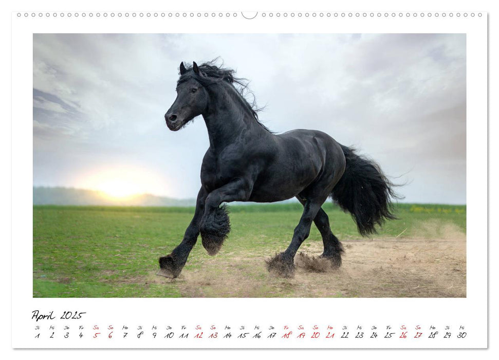 Friesen - stolze Giganten (CALVENDO Premium Wandkalender 2025)