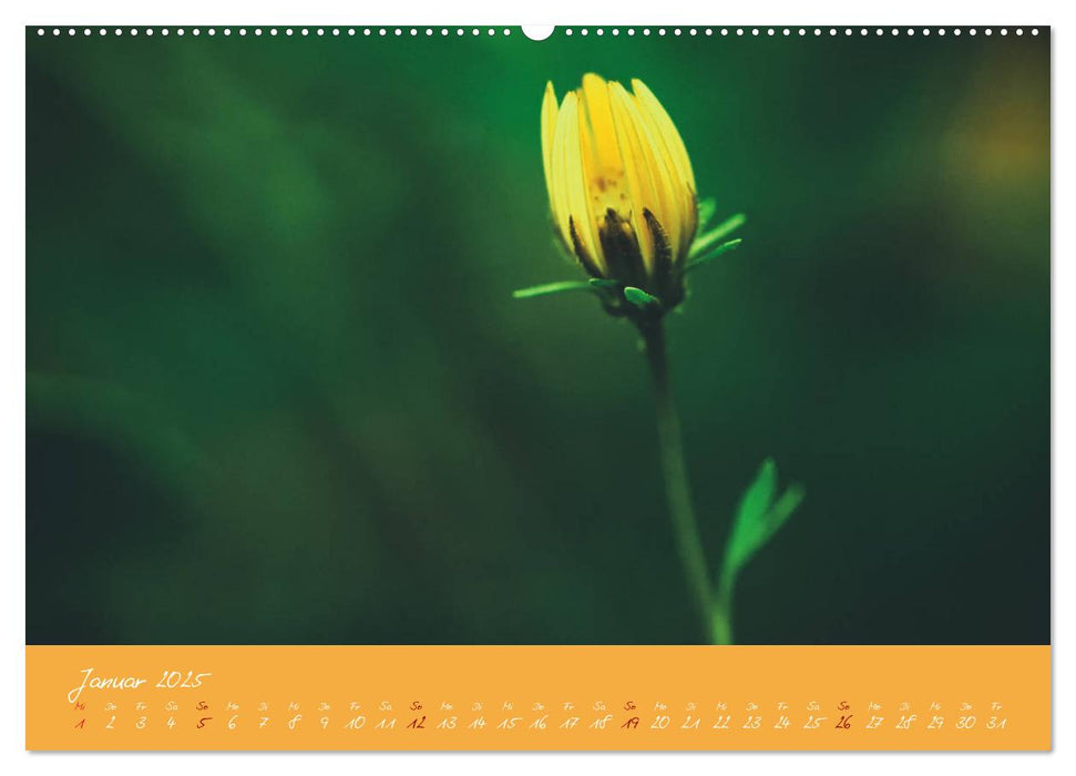 Farbenreiche Blumenmomente (CALVENDO Premium Wandkalender 2025)