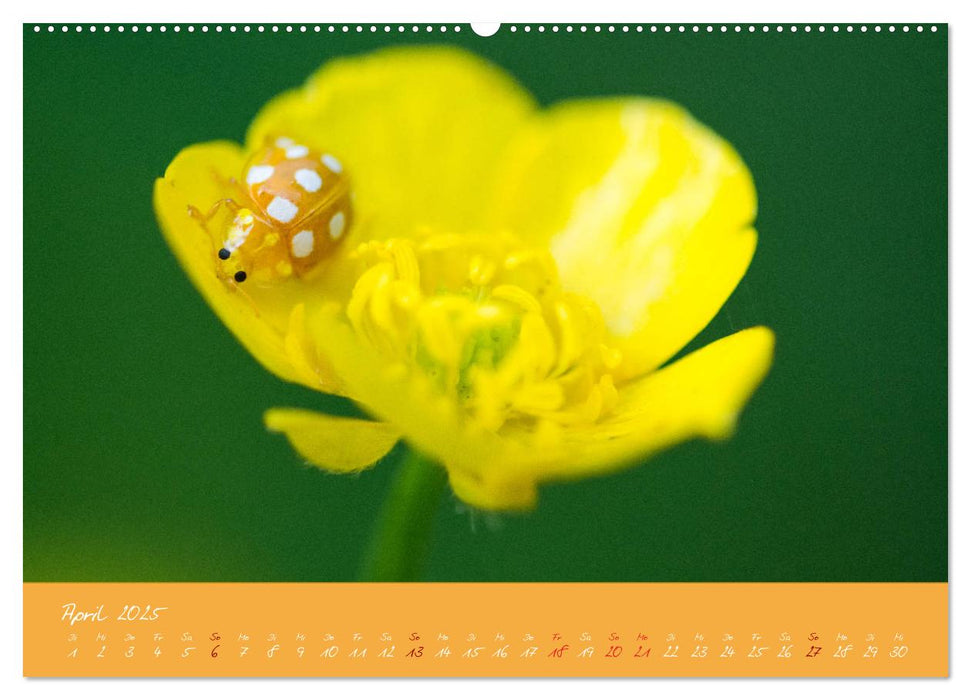 Farbenreiche Blumenmomente (CALVENDO Premium Wandkalender 2025)