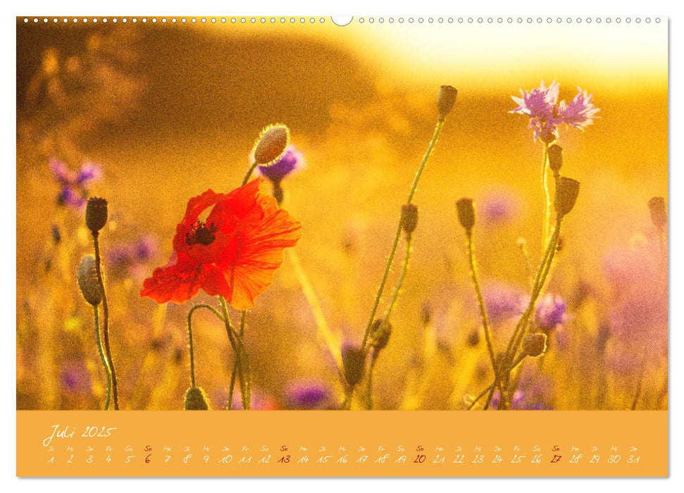 Farbenreiche Blumenmomente (CALVENDO Premium Wandkalender 2025)