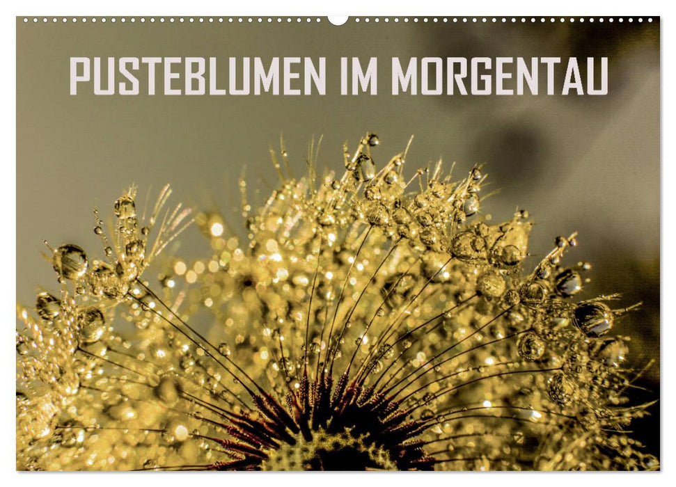 Pusteblumen im Morgentau (CALVENDO Wandkalender 2025)