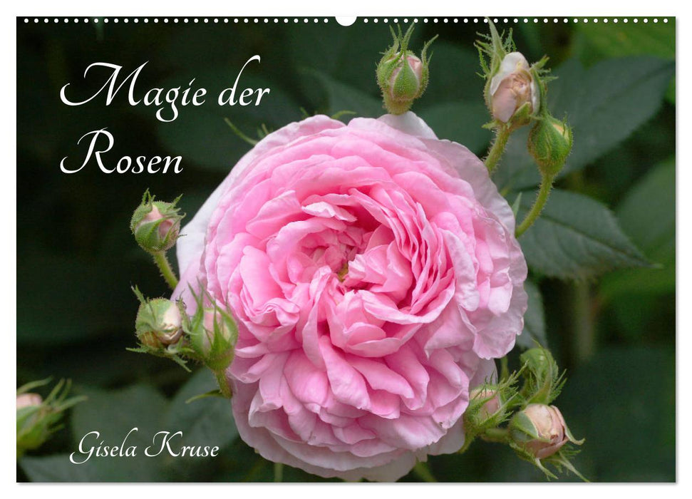 Magie der Rosen (CALVENDO Wandkalender 2025)