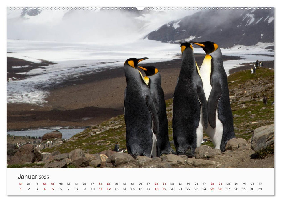 Pinguine - Die sympathischen Frack-Träger (CALVENDO Premium Wandkalender 2025)