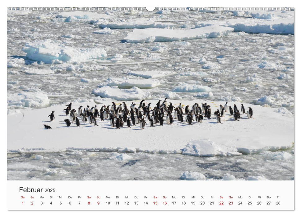 Pinguine - Die sympathischen Frack-Träger (CALVENDO Premium Wandkalender 2025)