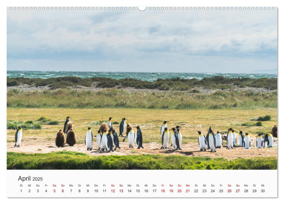 Pinguine - Die sympathischen Frack-Träger (CALVENDO Premium Wandkalender 2025)