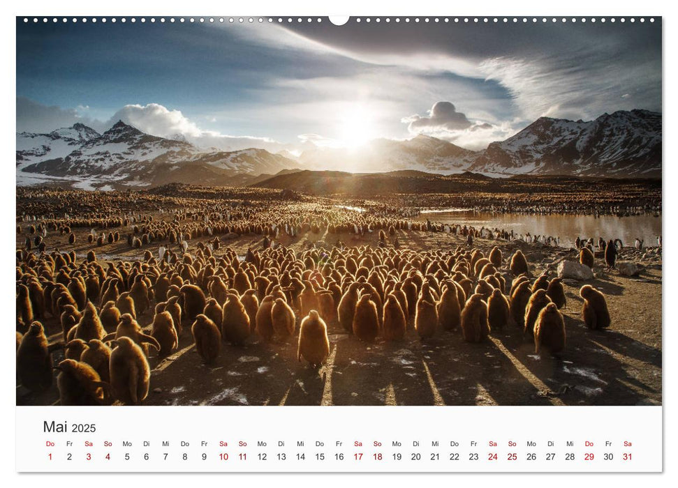 Pinguine - Die sympathischen Frack-Träger (CALVENDO Premium Wandkalender 2025)