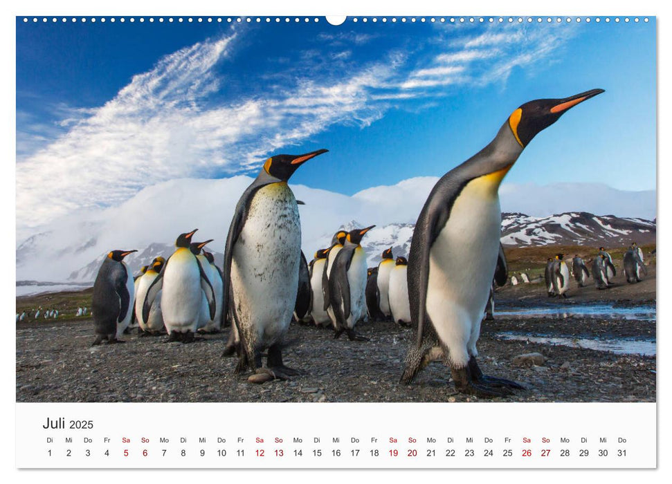 Pinguine - Die sympathischen Frack-Träger (CALVENDO Premium Wandkalender 2025)