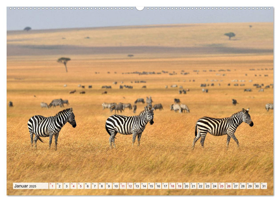 Faszination Afrika: Zebras (CALVENDO Premium Wandkalender 2025)