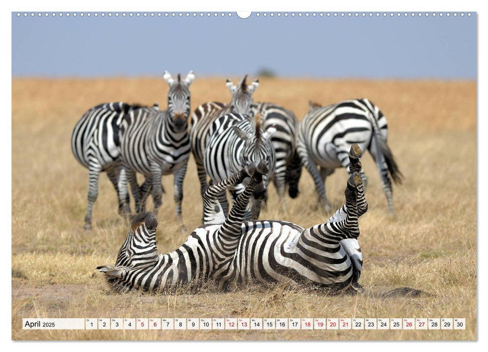 Faszination Afrika: Zebras (CALVENDO Premium Wandkalender 2025)