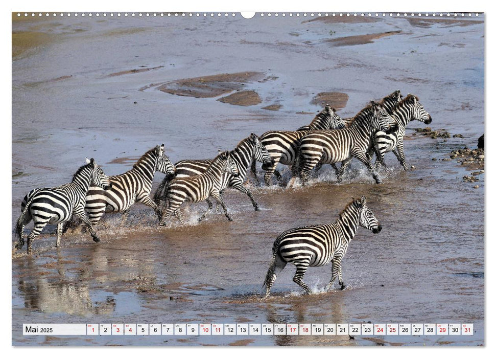 Faszination Afrika: Zebras (CALVENDO Premium Wandkalender 2025)