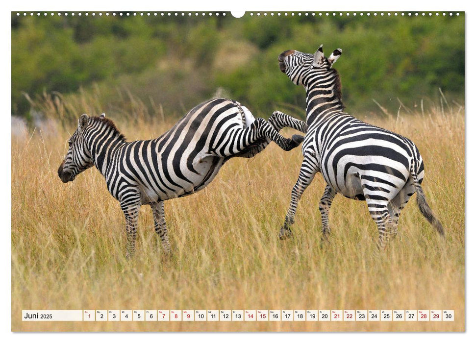 Faszination Afrika: Zebras (CALVENDO Premium Wandkalender 2025)