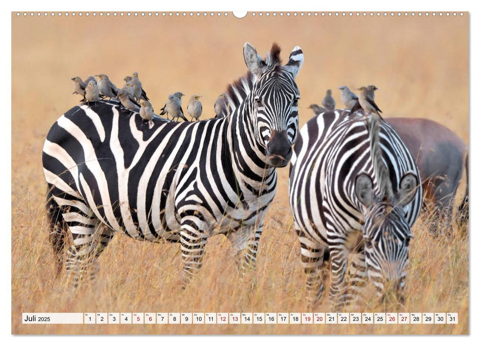 Faszination Afrika: Zebras (CALVENDO Premium Wandkalender 2025)