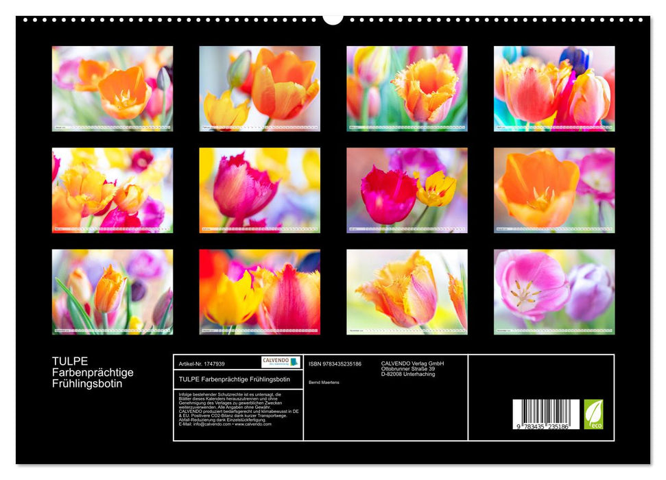 TULPE Farbenprächtige Frühlingsbotin (CALVENDO Premium Wandkalender 2025)