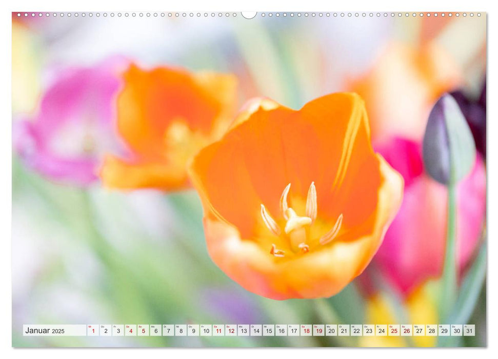 TULPE Farbenprächtige Frühlingsbotin (CALVENDO Premium Wandkalender 2025)