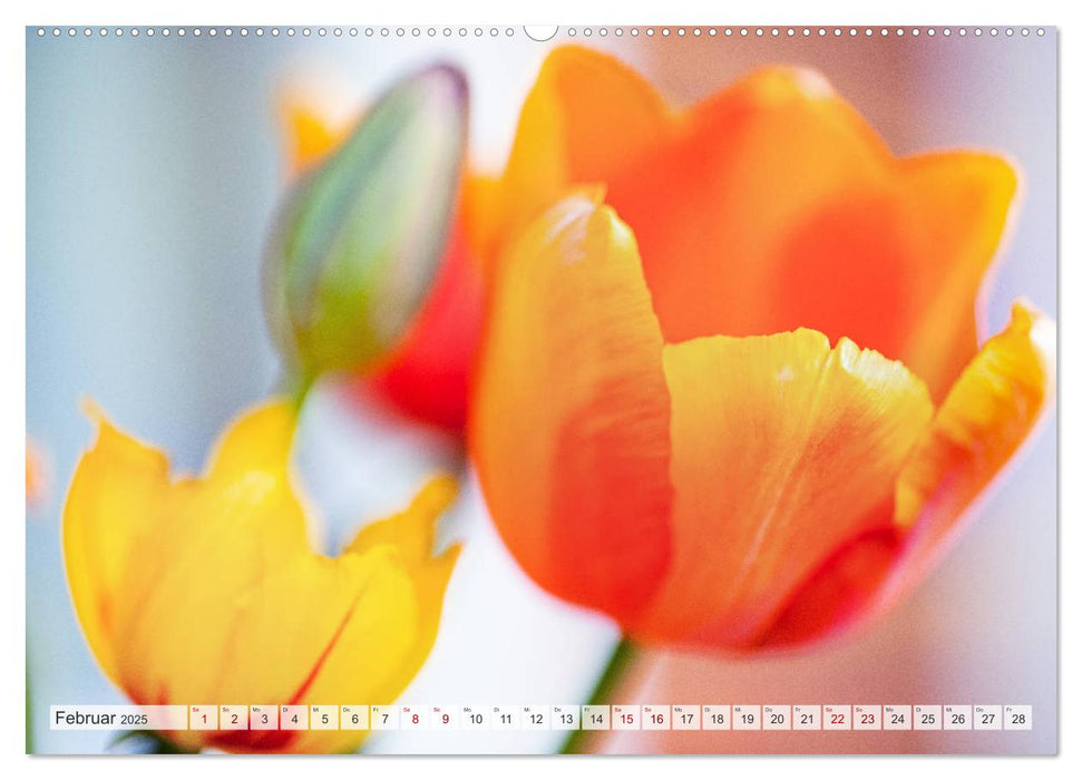 TULPE Farbenprächtige Frühlingsbotin (CALVENDO Premium Wandkalender 2025)