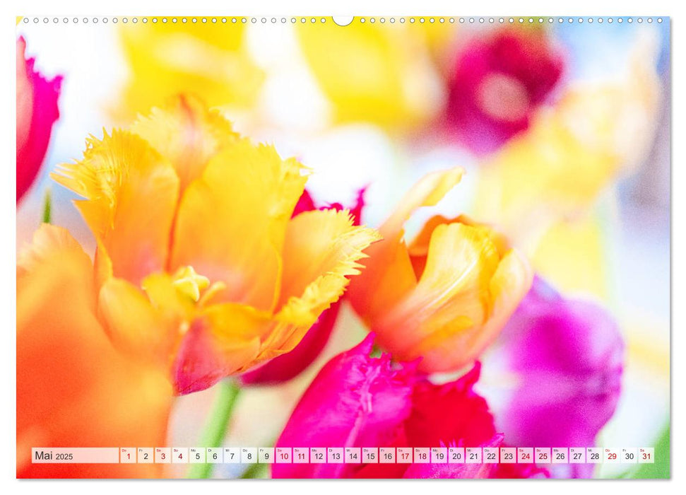 TULPE Farbenprächtige Frühlingsbotin (CALVENDO Premium Wandkalender 2025)