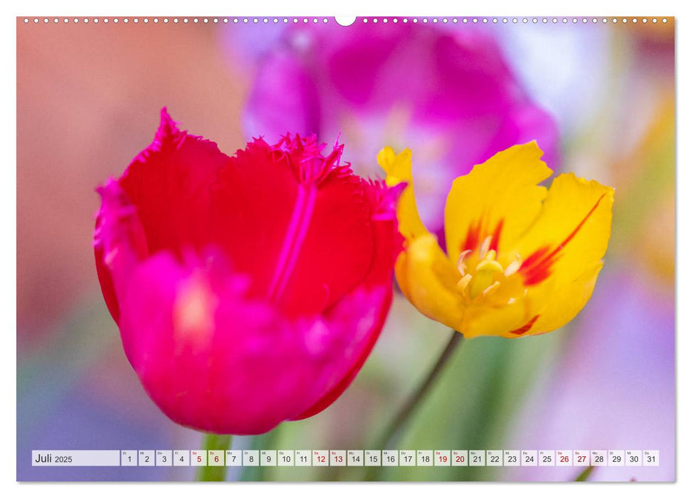 TULPE Farbenprächtige Frühlingsbotin (CALVENDO Premium Wandkalender 2025)