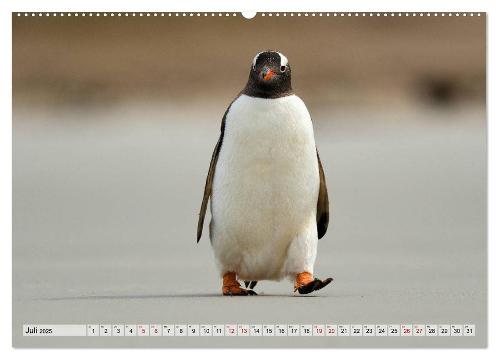 Pinguine der Falkland Inseln (CALVENDO Premium Wandkalender 2025)