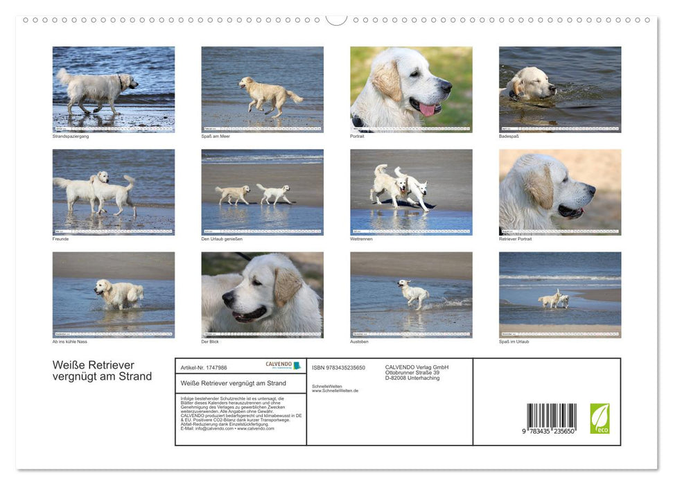 Weiße Retriever vergnügt am Strand (CALVENDO Premium Wandkalender 2025)