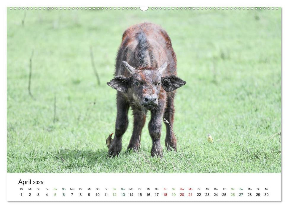 Büffel - wild und schön (CALVENDO Premium Wandkalender 2025)